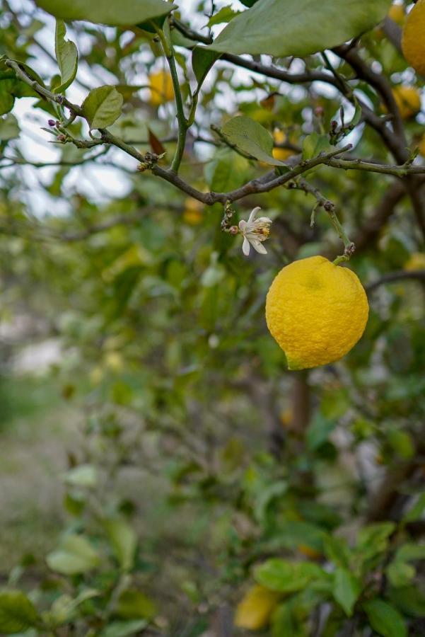 Grape Datca Kızlanköy Exterior foto
