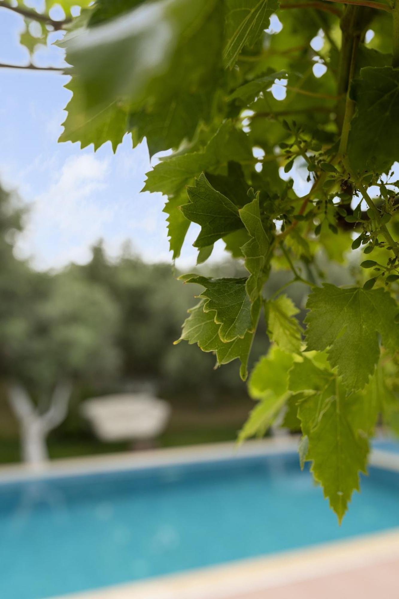 Grape Datca Kızlanköy Exterior foto
