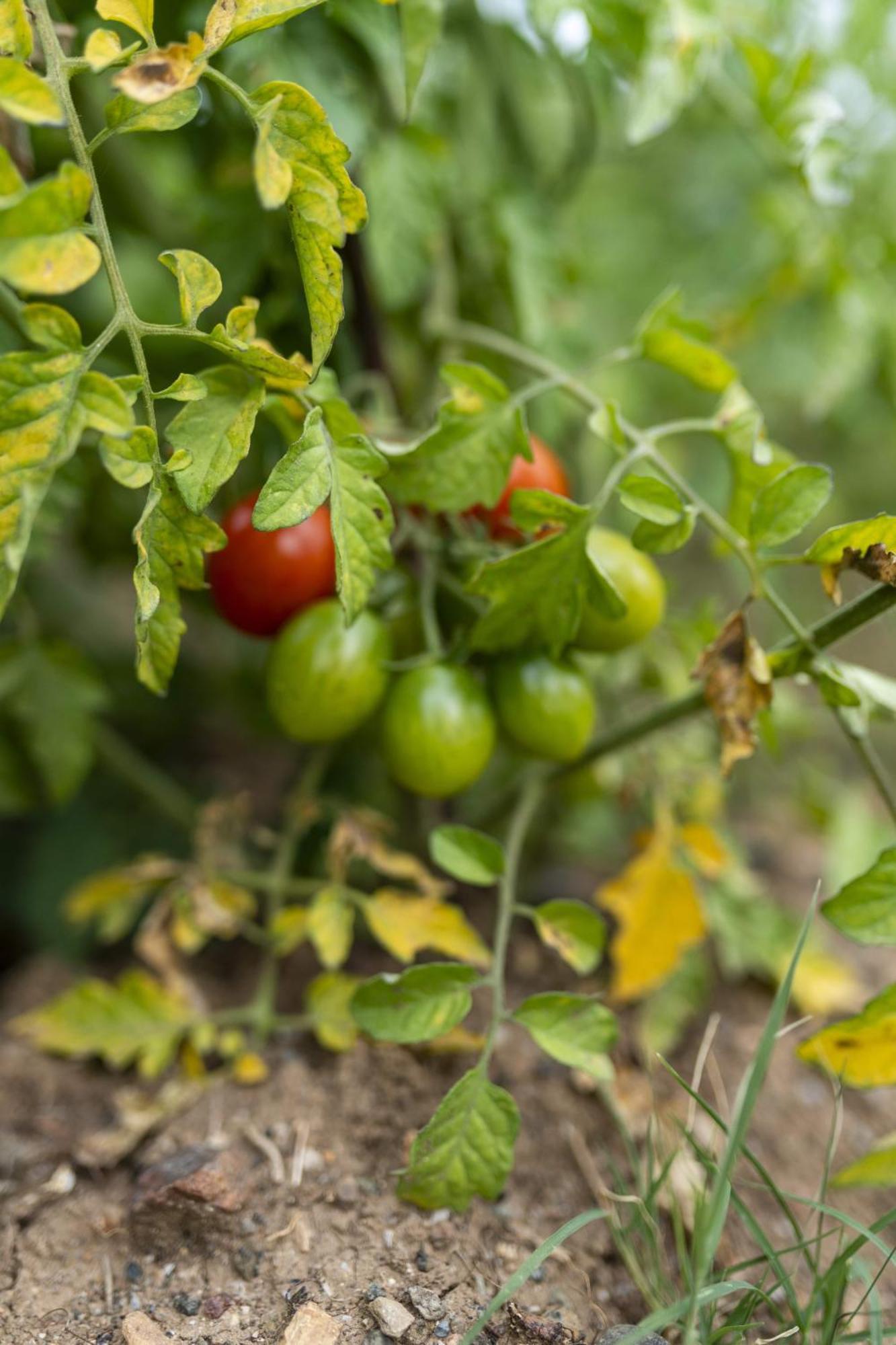 Grape Datca Kızlanköy Exterior foto